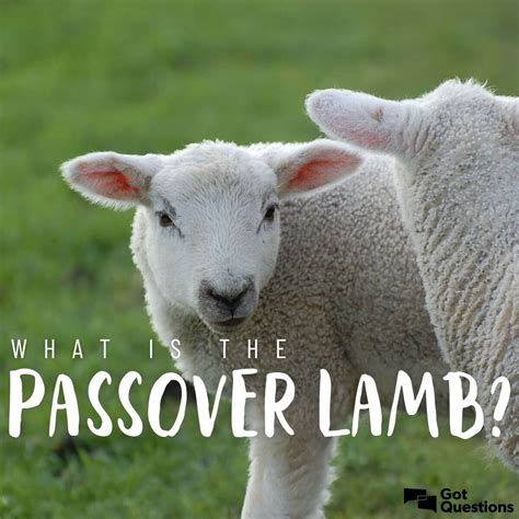 passover lamb images